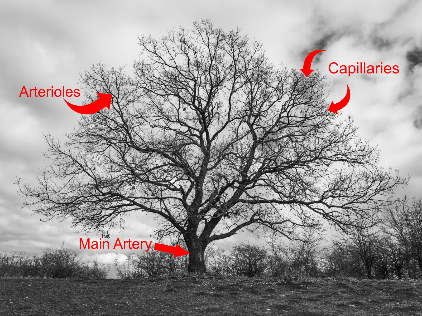 A tree representing our oxygenated blood supply